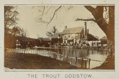 The Trout 1897