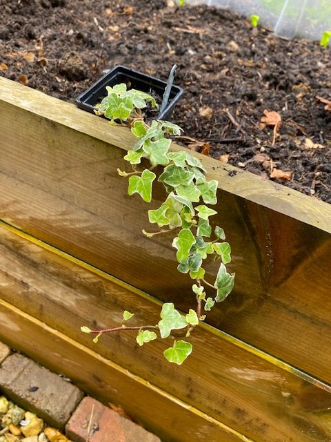 Variegated Ivy  Hedera helix 'Clotted Cream' - Roots Plants